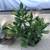 Flap Jack, zebra plant succulents & jade in 2 pretty clay pots 2 thumbnail