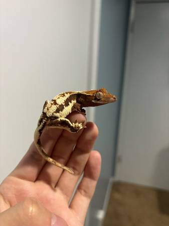 Crested Gecko 1