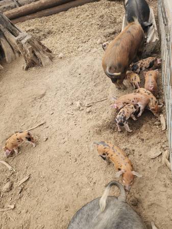 Weaner piglets pigs - $225 (Yacolt)63471144378115120