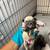French Bulldog Puppies 4 thumbnail