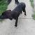 Black Labrador Mixed w/ Huski Puppy for Sell 4 thumbnail