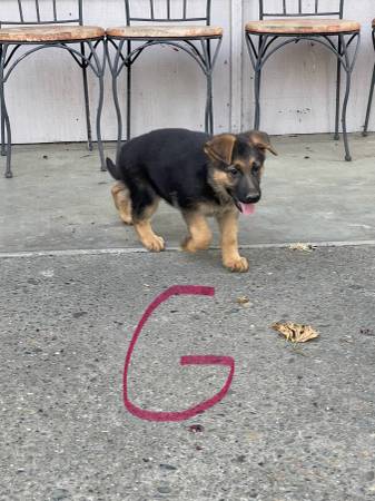 AKC German shepherd pupppies (Sacramento)63679359605121122