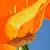 Alex Nizovsky - Californian Poppy #1 - Modern Floral Art USA 18"x24" 3 thumbnail