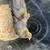 Chickens 2.5 Month Old Hens Olive Eggers  Coop Ready  Green Egg Layers 2 thumbnail
