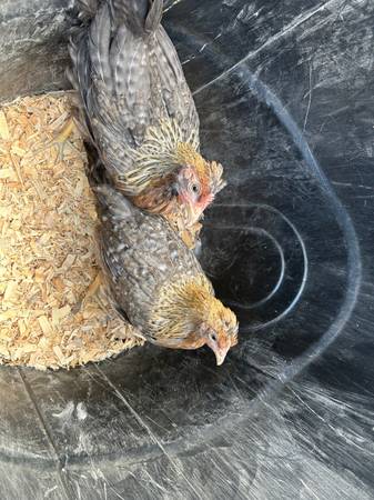 Chickens-Hens  2.5 Month Old Hens Olive Eggers Will Lay Green Eggs 1