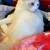 cute ragdoll boy 2 thumbnail