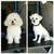 DOG GROOMING NYC CERTIFIED DOG GROOMER 8 thumbnail