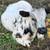 Bred White park cow 7 thumbnail