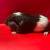 Guinea pigs 9 thumbnail