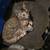 4 month old kitten to good home 1 thumbnail