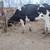 Heifer 1 thumbnail
