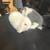 Holland lop bunnie 7 thumbnail