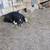 Australian shepherd 3 thumbnail