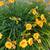 Yellow lily 3 thumbnail