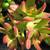 1 gallon succulent (Crassula rubricaulis) for $4 2 thumbnail