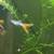Guppies/Fishes 5 thumbnail