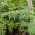 Australian Tree Fern 3 thumbnail