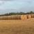 Tifton 85 3 thumbnail