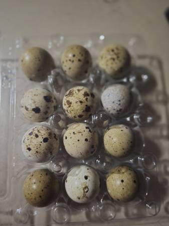 Quail eggs 1