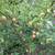 Full size HONEYCRISP APPLES TREES- 5 feet tall, 5 years old, $99 each 23 thumbnail
