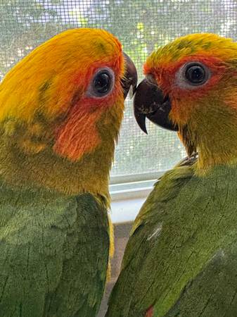 Conures 1