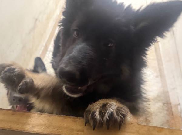 German Shepherd puppies 1