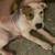 Two 4 month old Pitbull Puppies 6 thumbnail