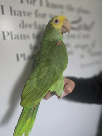 Talking double yellow head amazon 1