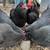 Egg laying Hens 1 thumbnail