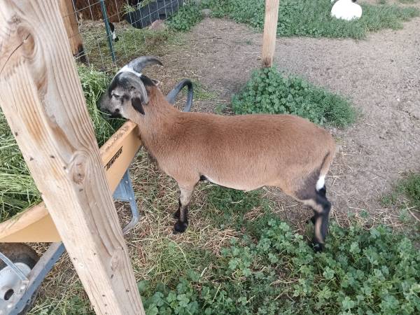 Painted Desert cross ram lamb 1