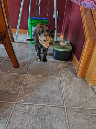 Cool a$$ cat, affectionate (South West)63685350562817122