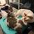 🐾 4 Sweet Kittens Looking for Forever Homes 7 thumbnail