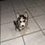Husky puppies rehoming 12 thumbnail