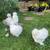 Silkies Chicks / Hen / Rooster 1 thumbnail
