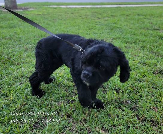 Cocker Spaniel 1
