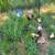 Tiny chickens 1 thumbnail