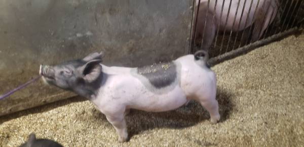 Show Pigs for Sale 1