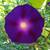 Seeds-Perennial & Annuals-Assorted-1.00 a pack 1 thumbnail