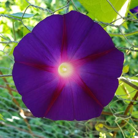 Seeds-Perennial & Annuals-Assorted-1.00 a pack 1