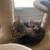 Kittens need forever home 🐾 4 thumbnail