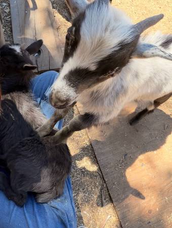 Goats 1