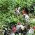 Miniature Chickens/gallitos, miniatura 4 thumbnail