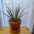 Mikado snake plant (Sansevieria bacularis 'Mikado') 2 thumbnail
