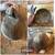Rex Rabbits 3 thumbnail