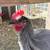 Free Rooster 2 thumbnail