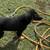 German Shepherd 1 thumbnail