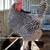 1 Year Old Laying Chickens/Hens 2 thumbnail