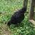 Bared Rock started pullets Chickens 3 thumbnail