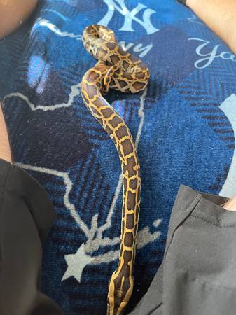 Burmese python baby (Staten Island)63887463100801122