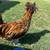 Golden Laced Polish Rooster 1 thumbnail